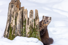 Honor Award, “An American Martin Foraging in the Snow” by Jeffrey Blanchard, Nashoba Valley Camera Club (MA)