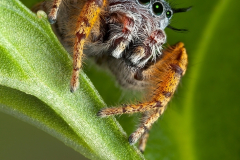 Honor Award, “Mystaceus Jumping Spider” by Cathy Keifer, Gateway Camera Club (MA) Honor Award, “Mystaceus Jumping Spider” by Cathy Keifer, Gateway Camera Club (MA)