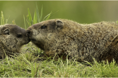 Honor Award, “New Kid On The Block” by Joanne Marinaccio, Greater Bridgeport Camera Club (CT)