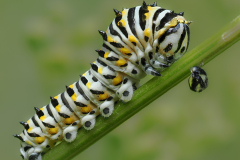 Honor Award, “Swallowtail Renewed” by Bob Ferrante, Simsbury Camera Club (CT)
