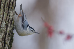 Honor Award, “Nuthatch” by Jo Brown, Seven Hills Camera Club (MA) Honor Award, “Nuthatch” by Jo Brown, Seven Hills Camera Club (MA)