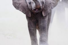 Honor Award, Color  "Little Big Shot"   by  Lesley Mattuchio