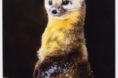 Honor Award, Color  "Pine Martin in Snow"   by  Daniel Carey, MNEC