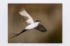 Honor Award, Color  "Close Catch"   by  Mary Hart