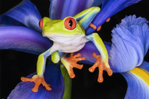 Best of Show, Color    "Green Frog Portrait"   by  Frank Forward
