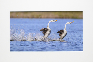 John Fuller Memorial Award for Best Nature - Color    "Clark's Grebes Rushing Ritual"   by  Jeffrey Blanchard