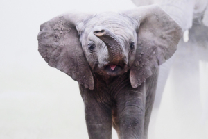 Honor Award, Color  "Little Big Shot"   by  Lesley Mattuchio