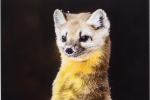 Honor Award, Color  "Pine Martin in Snow"   by  Daniel Carey, MNEC