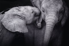 Harold Ahern Memorial Award for Best Nature - Monochrome    "Telling Secrets"   by  Lesley Mattuchio