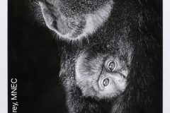 Judge Elisif Brandon's Monochrome Choice   "Blue Monkey Mom with Baby"   by Daniel Carey, MNEC