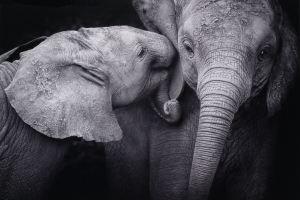 Harold Ahern Memorial Award for Best Nature - Monochrome    "Telling Secrets"   by  Lesley Mattuchio