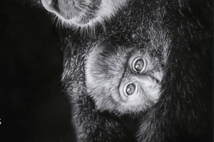 Judge Elisif Brandon's Monochrome Choice   "Blue Monkey Mom with Baby"   by Daniel Carey, MNEC