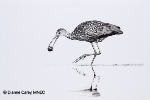 Judge Michael DiStefano, MNEC's Monochrome Choice   "Limpkin with Snail"   by Dianne Carey, MNEC