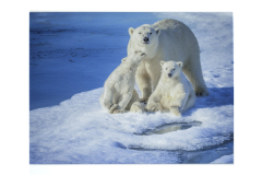 Daniel Charbonnet Memorial Award for Best Nature “Polar Bear Mom and Cubs of the Year” by Kathy Murphy