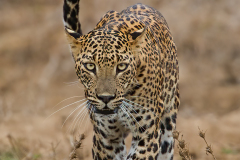 2nd place, Michael Goodman, MNEC, “Leopard No 1A,” Greater Lynn Photographic Assn (MA) 2nd place, Michael Goodman, MNEC, “Leopard No 1A,” Greater Lynn Photographic Assn (MA)