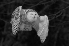 2026 NECCC Council Challenge Mono Honorable Mention: "Snowy Owl Flyby" by Cynthia Rand of Central New England Camera Club, MA 2026 NECCC Council Challenge Mono Honorable Mention: "Snowy Owl Flyby" by Cynthia Rand of Central New England Camera Club, MA