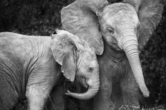 2026 NECCC Council Challenge Mono: "Baby Buddies" by Lesley Mattuchio of Greater Lynn Photographic Association, MA 2026 NECCC Council Challenge Mono: "Baby Buddies" by Lesley Mattuchio of Greater Lynn Photographic Association, MA