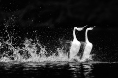 2026 NECCC Council Challenge Mono: "The Rushing Grebes" by Karl Zuzarte, MNEC of Photographic Society of Rhode Island, RI 2026 NECCC Council Challenge Mono: "The Rushing Grebes" by Karl Zuzarte, MNEC of Photographic Society of Rhode Island, RI