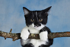 2026 NECCC Council Challenge Color Honorable Mention: "Smokey Hanging Out" by Susan Mosser, HonFPSA, LPSA, HonNEC of Greater Lynn Photographic Association, MA 2026 NECCC Council Challenge Color Honorable Mention: "Smokey Hanging Out" by Susan Mosser, HonFPSA, LPSA, HonNEC of Greater Lynn Photographic Association, MA