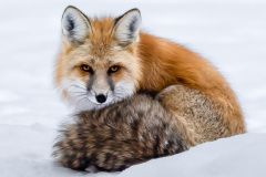 2026 NECCC Council Challenge Color Honorable Mention: "Red Fox Yellowstone" by Daniel Carey, MNEC of Nashoba Valley Photographic Club, MA 2026 NECCC Council Challenge Color Honorable Mention: "Red Fox Yellowstone" by Daniel Carey, MNEC of Nashoba Valley Photographic Club, MA