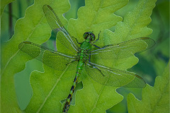 2026 NECCC Council Challenge Color: "Green Darner Dragonfly" by John Gill, MNEC of Assabet Valley Camera Club, MA 2026 NECCC Council Challenge Color: "Green Darner Dragonfly" by John Gill, MNEC of Assabet Valley Camera Club, MA