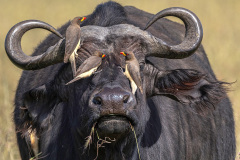 2026 NECCC Council Challenge Nature 1st Place and Best of Show: "Oxpecker on Buffalo" by Frank Forward of Greater Lynn Photographic Association, MA 2026 NECCC Council Challenge Nature 1st Place and Best of Show: "Oxpecker on Buffalo" by Frank Forward of Greater Lynn Photographic Association, MA