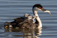 2026 NECCC Council Challenge Nature 3rd Place: "Western Grebe Babies Want Moms Fish" by Sandy Selesky, MNEC of Nashoba Valley Photographic Club, MA 2026 NECCC Council Challenge Nature 3rd Place: "Western Grebe Babies Want Moms Fish" by Sandy Selesky, MNEC of Nashoba Valley Photographic Club, MA