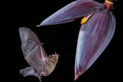 2026 NECCC Council Challenge Nature Honorable Mention: "The Nights Pollinator" by Menka Belgal of Greater Lynn Photographic Association, MA 2026 NECCC Council Challenge Nature Honorable Mention: "The Nights Pollinator" by Menka Belgal of Greater Lynn Photographic Association, MA