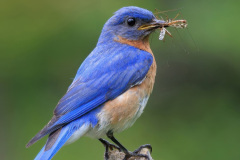 2026 NECCC Council Challenge Nature: "Eastern Bluebird and Food for Chick" by David Young, MNEC of Greater Lynn Photographic Association, MA 2026 NECCC Council Challenge Nature: "Eastern Bluebird and Food for Chick" by David Young, MNEC of Greater Lynn Photographic Association, MA