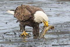 2026 NECCC Council Challenge Nature: "Eagle with Catch" by Michael Goodman, MNEC of Seacoast Camera Club, NH 2026 NECCC Council Challenge Nature: "Eagle with Catch" by Michael Goodman, MNEC of Seacoast Camera Club, NH