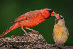 2026 NECCC Council Challenge Nature: "Feeding in the Rain" by Chane Cullens, HonNEC of Flagpole Photographers, CT 2026 NECCC Council Challenge Nature: "Feeding in the Rain" by Chane Cullens, HonNEC of Flagpole Photographers, CT