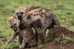 2026 NECCC Council Challenge Nature: "Hyena Cubs Playing" by Brenda Driscoll, MNEC of Greater Lynn Photographic Association, MA 2026 NECCC Council Challenge Nature: "Hyena Cubs Playing" by Brenda Driscoll, MNEC of Greater Lynn Photographic Association, MA