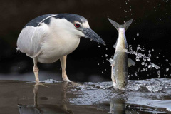 2026 NECCC Council Challenge Nature: "Fish Escapes Heron" by Sharon Colacino, MNEC of Gateway Camera Club, MA 2026 NECCC Council Challenge Nature: "Fish Escapes Heron" by Sharon Colacino, MNEC of Gateway Camera Club, MA