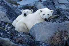 Class B Nature Image of the Year "Polar Bear Mother and Cub" by John Hoffman of North Country Camera Club (NH)