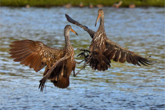 Class A Nature Image of the Year "Limpkin Combat" by Doris Monteiro of Greater Lynn Photographic Association (MA)