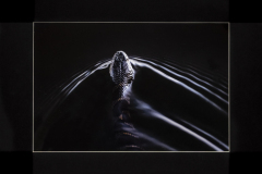 John Fuller Memorial Award for Best Nature - Color "Water Snake" by Thomas Keegan of Greater Lynn Photo Assoc (MA)