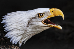Honor Award, Color "Raptor's Roar" by Chane Cullens, HonNEC of Flagpole Photographers of Newtown (CT)