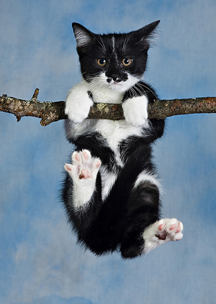 2026 NECCC Council Challenge Color Honorable Mention: "Smokey Hanging Out" by Susan Mosser, HonFPSA, LPSA, HonNEC of Greater Lynn Photographic Association, MA