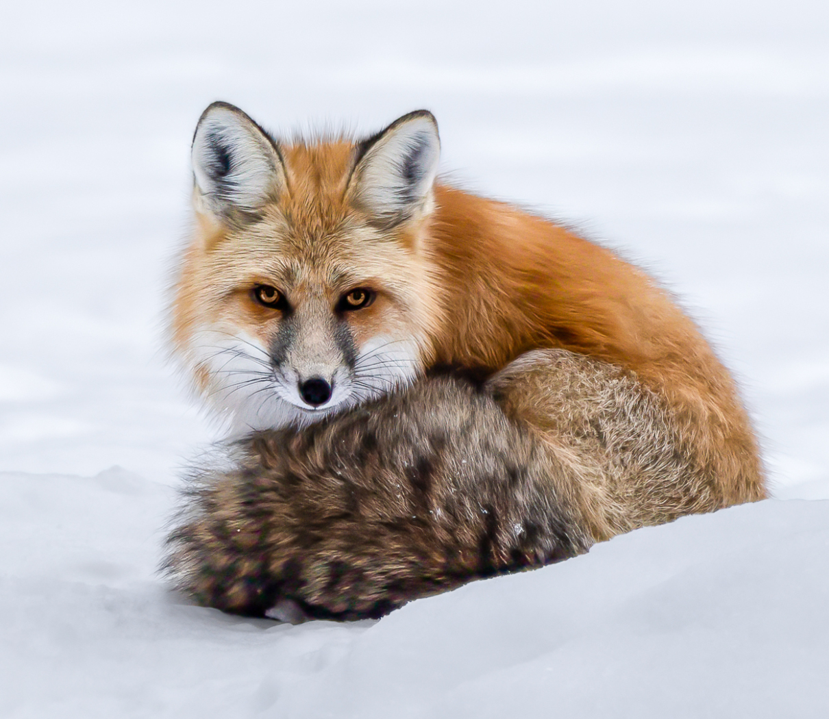 09 - 2026 NECCC Council Challenge Color Honorable Mention: "Red Fox Yellowstone" by Daniel Carey, MNEC of Nashoba Valley Photographic Club, MA