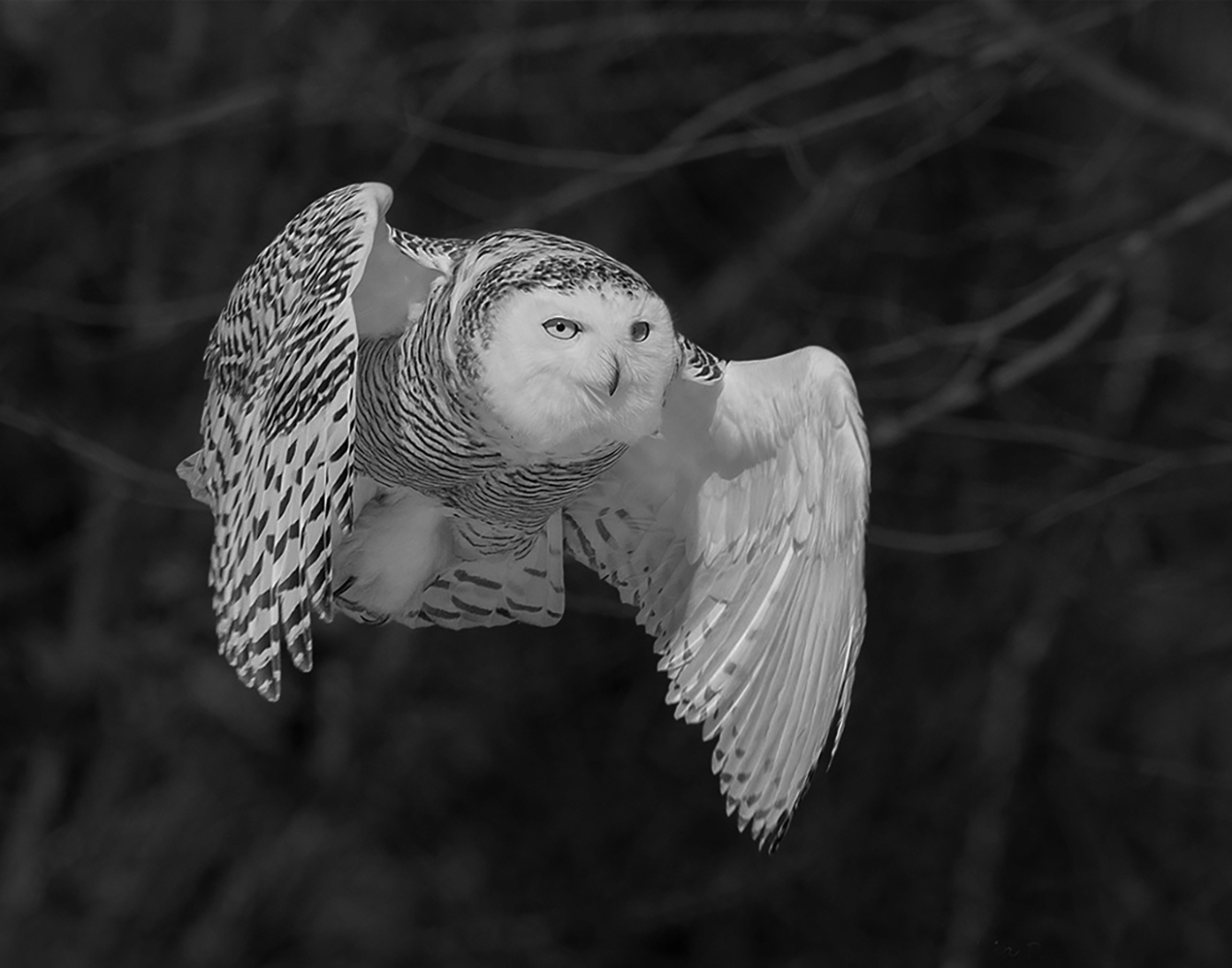 2026 NECCC Council Challenge Mono Honorable Mention: "Snowy Owl Flyby" by Cynthia Rand of Central New England Camera Club, MA
