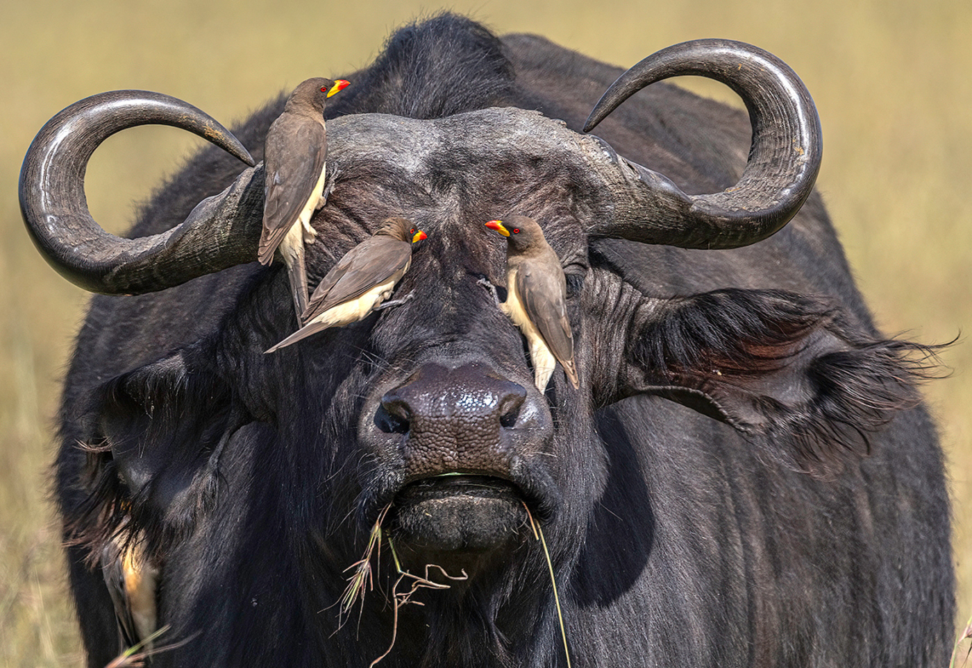 02 - 2026 NECCC Council Challenge Nature 1st Place and Best of Show: "Oxpecker on Buffalo" by Frank Forward of Greater Lynn Photographic Association, MA