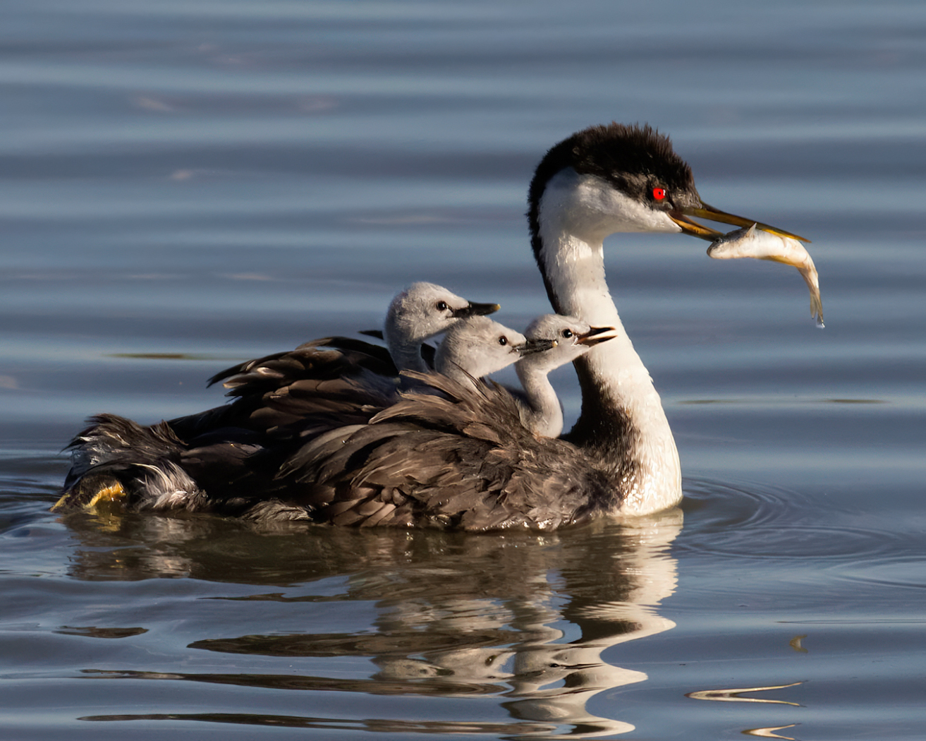 03 - 2026 NECCC Council Challenge Nature 3rd Place: "Western Grebe Babies Want Moms Fish" by Sandy Selesky, MNEC of Nashoba Valley Photographic Club, MA