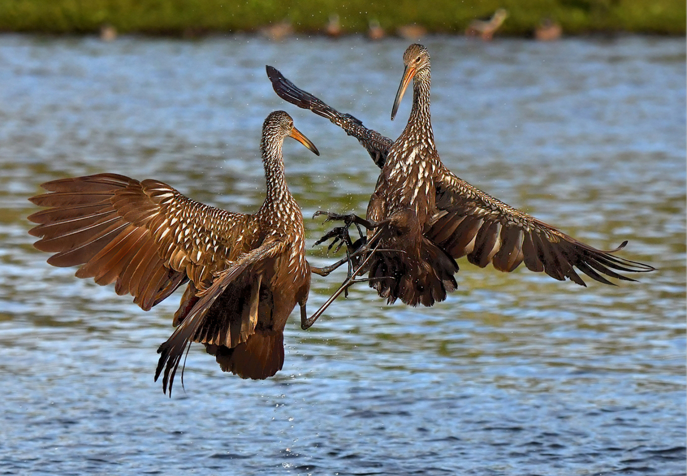 04 - 2026 NECCC Council Challenge Nature Honorable Mention: "Limpkin Combat" by Doris Monteiro, MNEC of Greater Lynn Photographic Association, MA