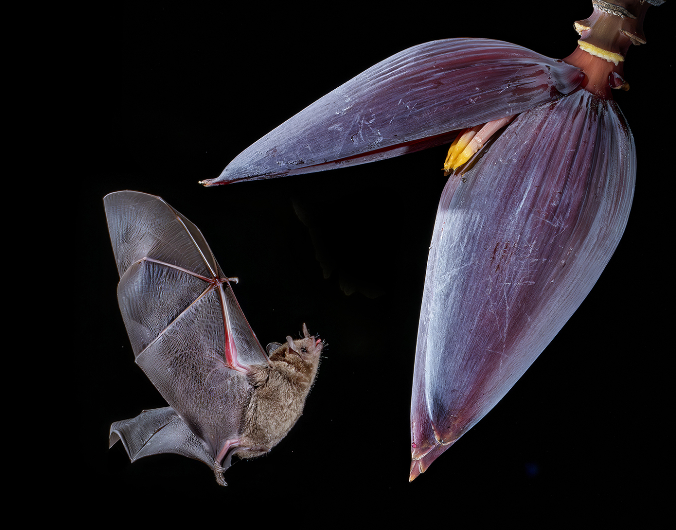 05 - 2026 NECCC Council Challenge Nature Honorable Mention: "The Nights Pollinator" by Menka Belgal of Greater Lynn Photographic Association, MA