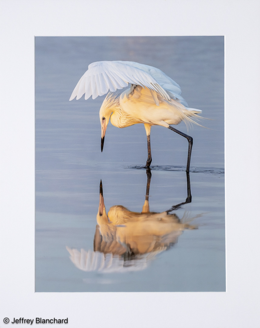 Best of Show, Color "Reddish Egret's Sunrise Ballet" by Jeffrey Blanchard of Nashoba Valley PC (MA)