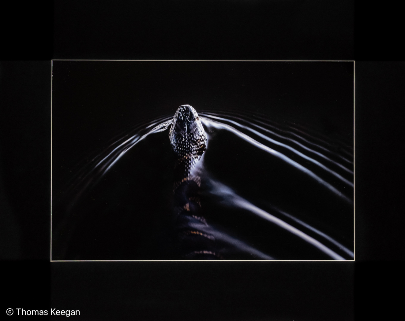 John Fuller Memorial Award for Best Nature - Color    "Water Snake"   by  Thomas Keegan of Greater Lynn Photo Assoc (MA)