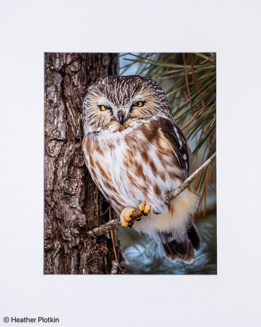 Judge Jim Coutre's Color Choice   "Pocket-Sized Predator"   by Heather Plotkin of Central New England Camera Club (MA)