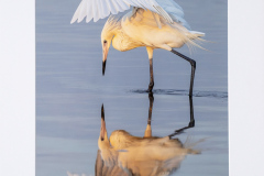 Best of Show, Color "Reddish Egret's Sunrise Ballet" by Jeffrey Blanchard of Nashoba Valley PC (MA)