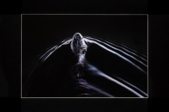John Fuller Memorial Award for Best Nature - Color    "Water Snake"   by  Thomas Keegan of Greater Lynn Photo Assoc (MA)