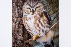 Judge Jim Coutre's Color Choice   "Pocket-Sized Predator"   by Heather Plotkin of Central New England Camera Club (MA)